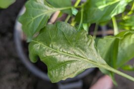 why are the stem sides of pepper leaves getting silver ish