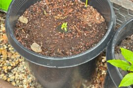 Are these viable together in a pot this big?