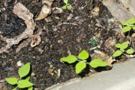 Can anyone tell whether these are young pepper plants or no?