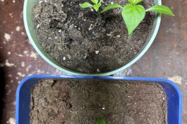 I’m not sure what peppers is growing