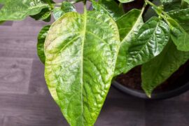 Should I be worried? These are the only leafs that I can that don’t look healthy. The plant just started flowering not too long ago. The rest of it looks very healthy to me.