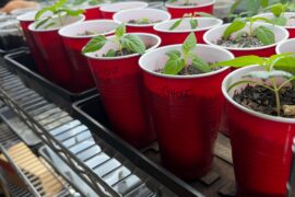 Peach Ghosts, Trex Yellows, and Ancho Peppers