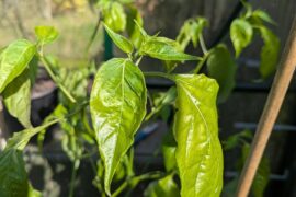 feel like im doing something wrong but not quite sure what... (Zebrange)