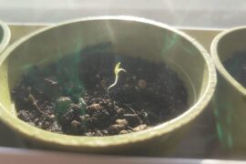 Mutant Fatalii seedling