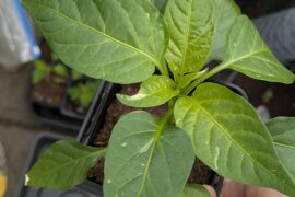 Any idea what would cause this on the leaves?