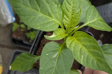 Any idea what would cause this on the leaves?