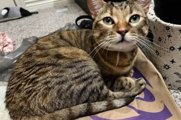Taco Belle on a Taco Bell Bag!