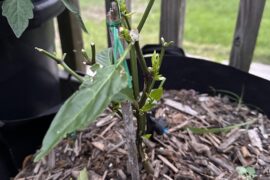 What’s eating my plants?