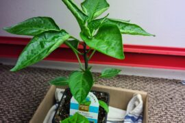 Leaves curling on jalapeno plant