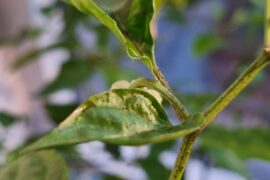 What could be causing those black spots on my peppers