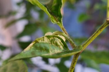 What could be causing those black spots on my peppers