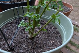 This pepper survived the winter in my friend's greenhouse. How should I prune it as it comes back?
