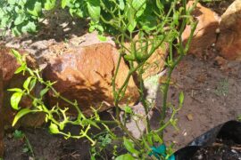 What is wrong with my peppers?