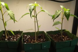 Why are my thunder mountain longhorns so long? 2nd picture are my habaneros, same light and the same distance.