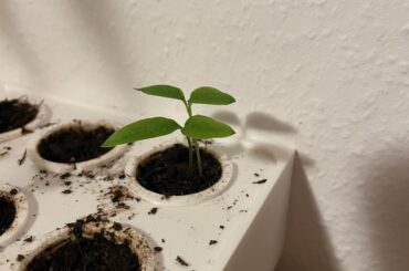Ready to replant?