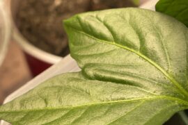 This deformed leaf is trying to get my attention.