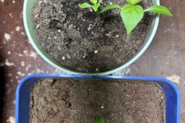 Wish I knew what pepper I grew