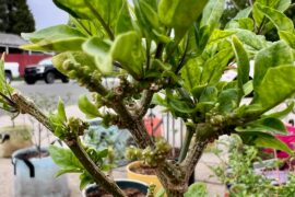 Overwintering Challenges - Cause/Solution to tiny leaves everywhere?