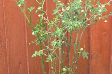 Need help pruning
