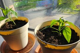 Little baby already flowering?