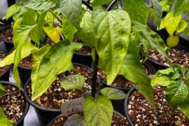 Update: finally getting serious growth.