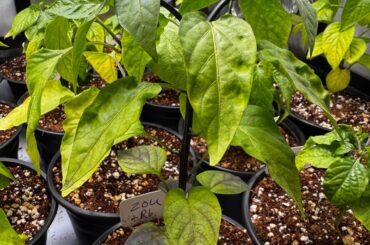 Update: finally getting serious growth.