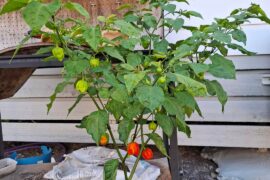 I'm back with another accidental pepper