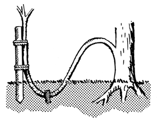 Pepper layering? Good or bad