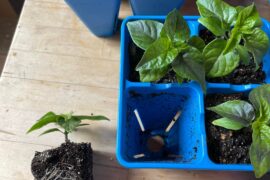 It’s up potting weekend!