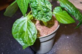 What's wrong with this little girl?