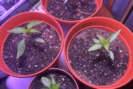 How do these reapers look?