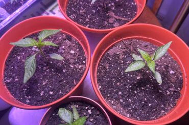 How do these reapers look?