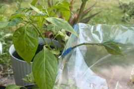 Attempting to graft different varieties together