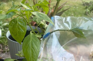 Attempting to graft different varieties together