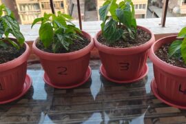 First time grower: Are these 5" Scotch Bonnets going to be permanent dwarfs?