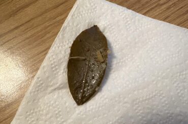 I always get burritos at this local Mexican restaurant. Do you know what leaf this is, that they use to marinate the carnitas or the rice?