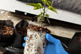 4 weeks until last frost, Do you guys break rootball during up pot?