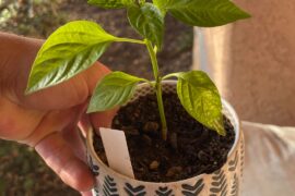 Ate these looking ok?