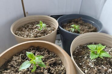 Help! Why my Habanero seedlings are so small?