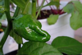 My habanero were struggling to sprout this year so I pick one up at HomeDepot. My sprouted shortly after naturally, but we got this from the store plant.