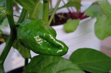 My habanero were struggling to sprout this year so I pick one up at HomeDepot. My sprouted shortly after naturally, but we got this from the store plant.