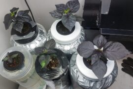 Just a quick share of some sprouts