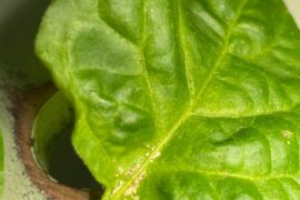 Pest Damage ID