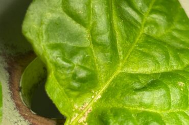 Pest Damage ID