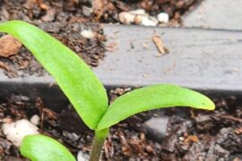 Beginning of light stress?