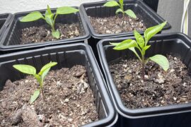 Peppers leaves cupping