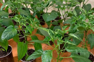 Curly leaves update