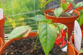 A little advice needed on what's wrong with my scotch bonnets