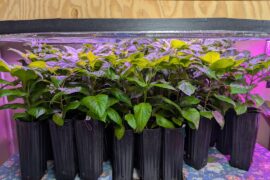 Out of the basement and on to the deck for hardening off