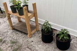 First grow season going very well so far! Just finished potting up the big dawgs